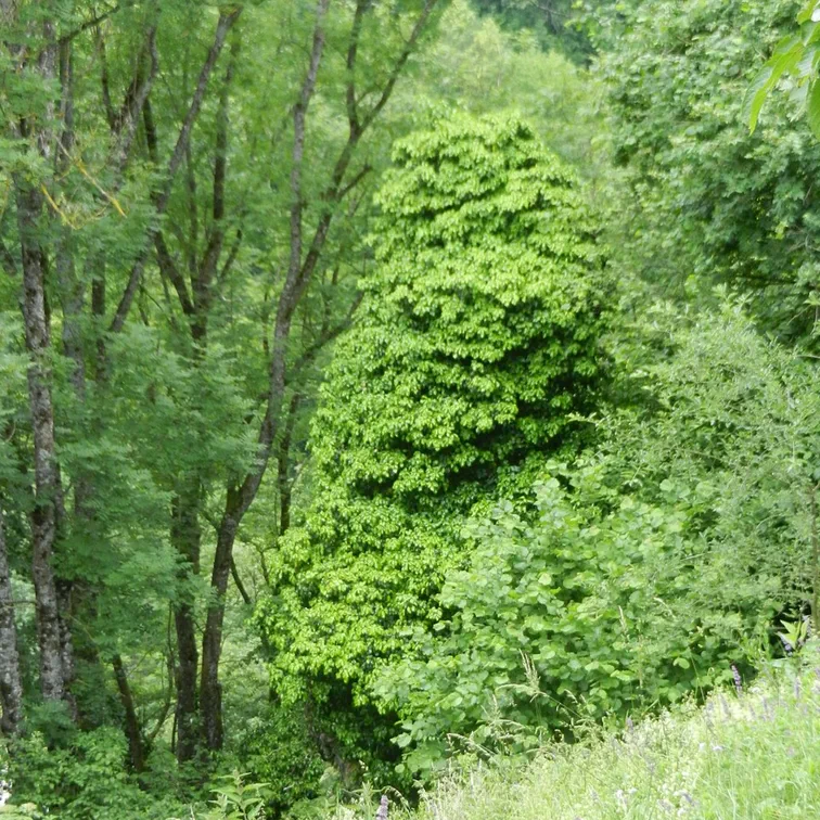 Ogled povečano sliko Z bršljanom obrasla Ajdovska žena pri Pilštanju